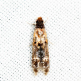 Stenoptinia sp.