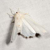 6798 - Elm Spanworm - Ennomos subsignaria