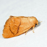 4654 Abbreviated Button Slug Moth Tortricidia flexuosa