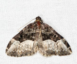 7399 Sharp-angled Carpet Moth Euphyia intermediata