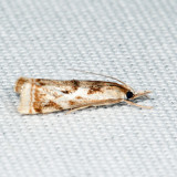 5420 - Elegant Grass-veneer - Microcrambus elegans