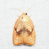  3501 - Maple Leaftier  Acleris forsskaleana