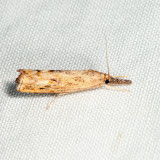 5379 - Mottled Grass-veneer - Neodactria luteolellus