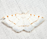 6273 - Lesser Maple Spanworm - Speranza pustularia