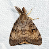 8318 - Gypsy Moth - Lymantria dispar
