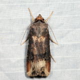 10663 - Ipsilon Dart - Agrotis ipsilon