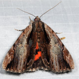 8857 Ultronia Underwing Catocala ultronia