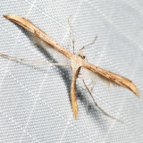 6234 Morning-glory Plume Moth Emmelina monodactyla
