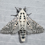 2700 - Wood Leopard Moth - Zeuzera pyrina