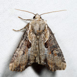 9385.1  Double Lobed Moth  Lateroligia ophiogramma