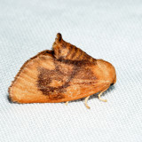 4654  Abbreviated Button Slug Moth  Tortricidia flexuosa