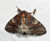 7921 - Chocolate Prominent - Peridea ferruginea
