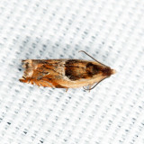 3359 Black-marked Ancylis Ancylis metamelana