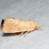 9815 - American Dun-bar Moth - Cosmia calami