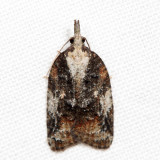 3743 - Exasperating Platynota - Platynota exasperatana