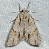 9236 - Ochre Dagger - Acronicta morula