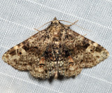 8499 - Common Fungus Moth - Metalectra discalis
