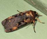 10950 - Pink-spotted Dart - Pseudohermonassa bicarnea