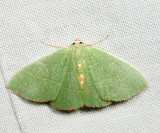 7046 Red-fringed Emerald Nemoria bistriaria