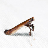 0630 - Sumac Leafblotch Miner - Caloptilia rhoifoliella