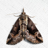 8442 Baltimore Hypena - Hypena baltimoralis