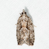 3334 - Maple Trumpet Skeletonizer - Catastega aceriella