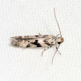 1792 Coleotechnites atrupictella