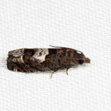 2937 Phaneta parmatana