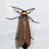 8267 - Yellow-collared Scape Moth - Cisseps fulvicollis