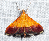  5040 - Bicolored Pyrausta - Pyrausta bicoloralis