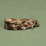  2771  Macram Moth  Phaecasiophora confixana