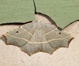 6819 - Pale Metanema - Metanema inatomaria