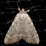 8781 - Judiths Underwing - Catocala judith