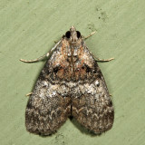 5606  Maple Webworm Moth  Pococera asperatella