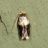 Ectoedemia sp.