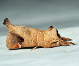 7895 Sigmoid Prominent Moth Clostera albosigma