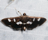 5160 - Desmia maculalis