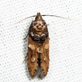 Moths Unidentified August 2016