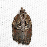 3536 - Robinsons Acleris - Acleris robinsoniana