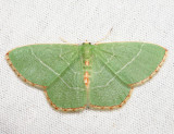 7046  Red-fringed Emerald  Nemoria bistriaria