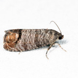 3492 - Codling Moth - Cydia pomonella