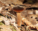 Lactarius lignyotus