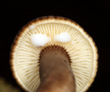 Lactarius lignyotus