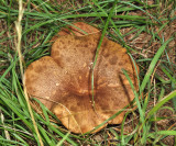 Bothia castanella