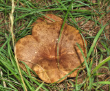 Ash-tree Bolete - Boletinellus merulioides