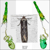 1175 - Holcocera chalcofrontella IMG_3166.jpg