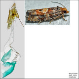 3074 - White Pinecone Borer - Eucosma tocullionana IMG_3223.jpg