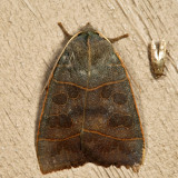 9555 - Even-lined Sallow - Ipimorpha pleonectusa