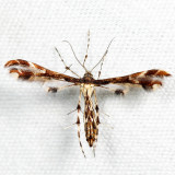 6092 - Himmelmans Plume Moth - Geina tenuidactyla