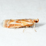 5847 - Webbing Coneworm Moth - Dioryctria disclusa